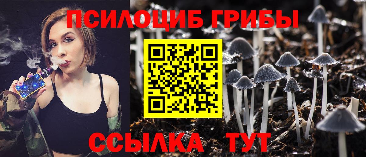 Псилоцибиновые грибы ЛСД  цены   Сокол  Псилоцибиновые грибы Psilocybe  Вход с VPN 